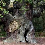 The End of an Epoch: Robin Hood’s Fabled Oak Crumbles, Echoing Global Heritage Peril The End of an Epoch: Robin Hood’s Fabled Oak Crumbles, Echoing Global Heritage Peril