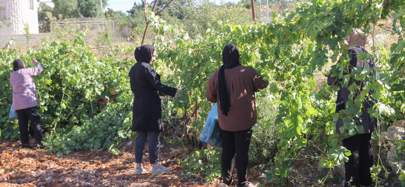 Silent War in the Olives: How West Bank Fields Become Battlegrounds Silent War in the Olives: How West Bank Fields Become Battlegrounds