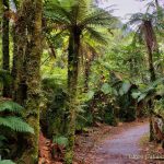 Scarlet Bloom in Arid Lands: The ‘Vampire Plant’ and Geopolitical Rains Scarlet Bloom in Arid Lands: The ‘Vampire Plant’ and Geopolitical Rains