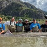 Giant Sturgeon, 11-Feet Long, Released in Fraser River: A Glimpse into Ancient Ecosystems Giant Sturgeon, 11-Feet Long, Released in Fraser River: A Glimpse into Ancient Ecosystems