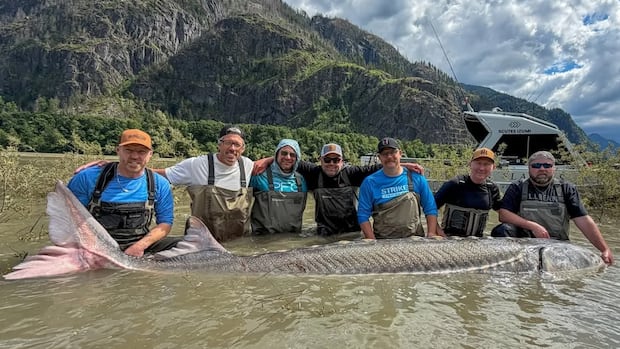 Giant Sturgeon, 11-Feet Long, Released in Fraser River: A Glimpse into Ancient Ecosystems Giant Sturgeon, 11-Feet Long, Released in Fraser River: A Glimpse into Ancient Ecosystems