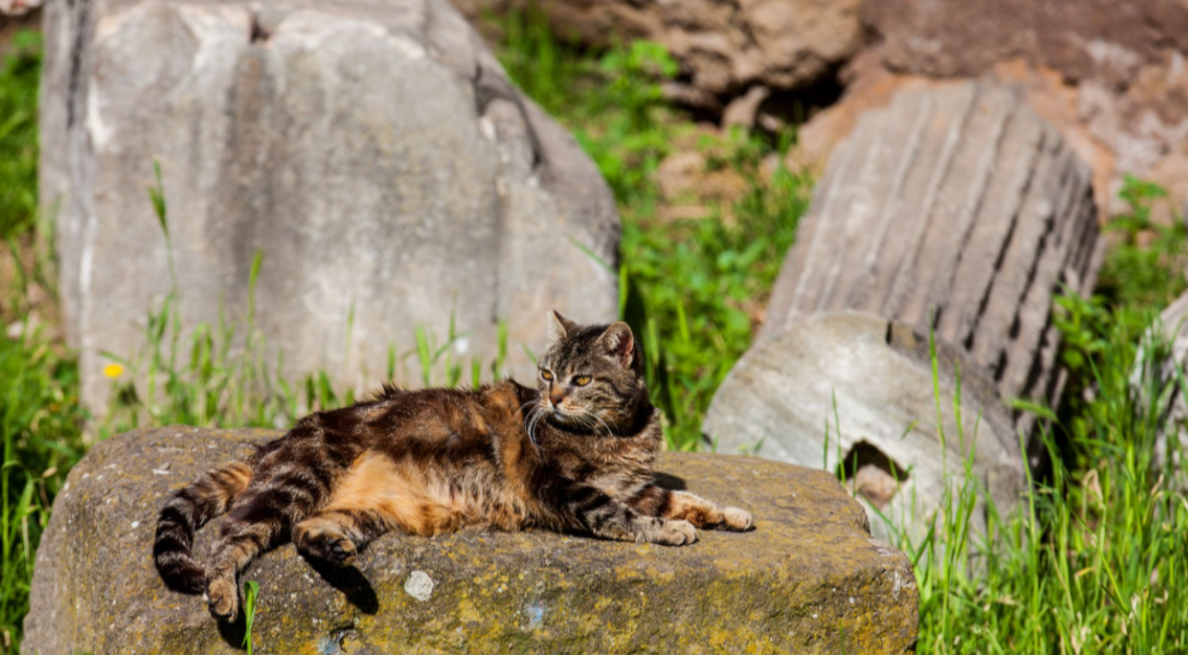 Feline Tourism Rises Amidst Rome’s Ruins, Echoes of Urban Coexistence Feline Tourism Rises Amidst Rome’s Ruins, Echoes of Urban Coexistence