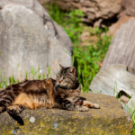 Feline Tourism Rises Amidst Rome’s Ruins, Echoes of Urban Coexistence