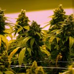 Virginia’s Green Signal: A Long Road to Legal Cannabis Sales in 2027 Virginia’s Green Signal: A Long Road to Legal Cannabis Sales in 2027