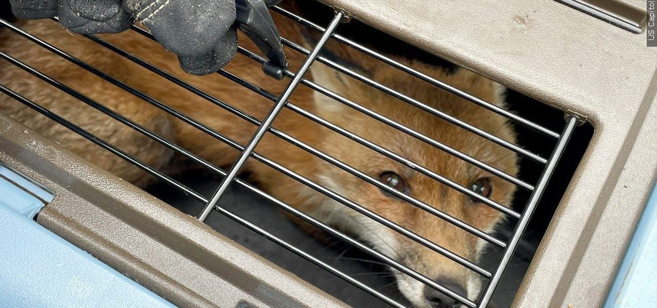 Shadows and Vaccines: New Mexico’s Rabies Alert Echoes a Global Struggle Shadows and Vaccines: New Mexico’s Rabies Alert Echoes a Global Struggle