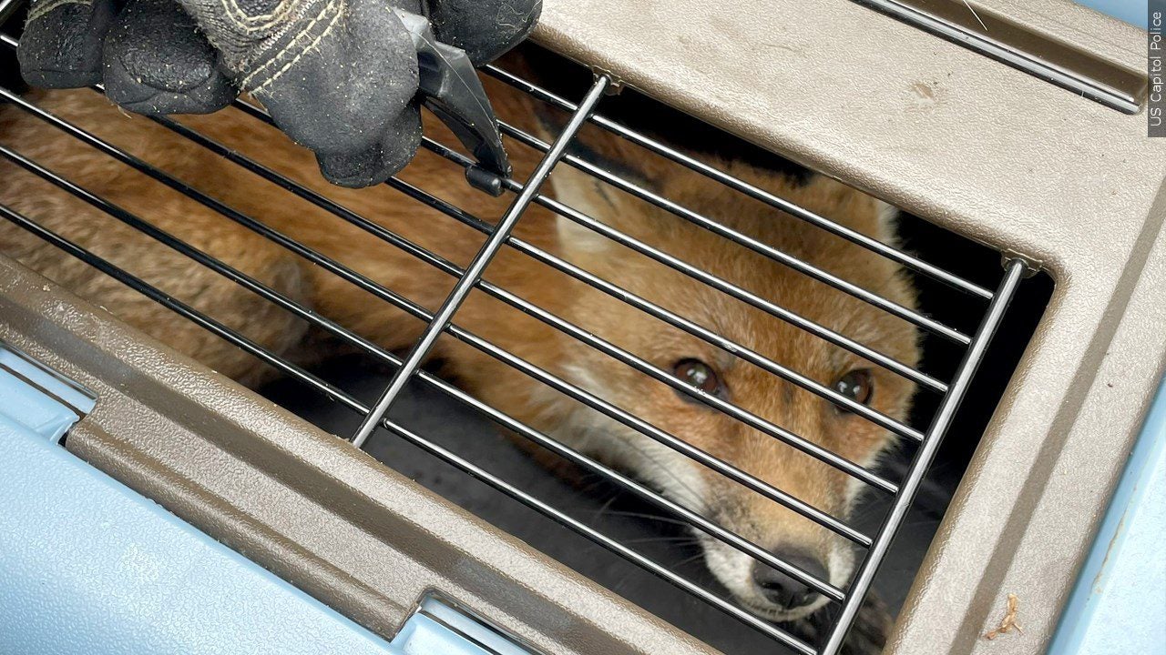 Shadows and Vaccines: New Mexico’s Rabies Alert Echoes a Global Struggle