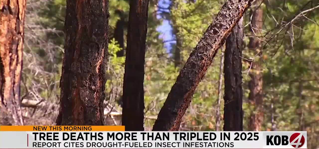 Pine Peril: New Mexico’s Forest Devastation Echoes a Global Climate Alarm