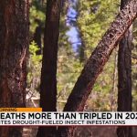 Pine Peril: New Mexico’s Forest Devastation Echoes a Global Climate Alarm