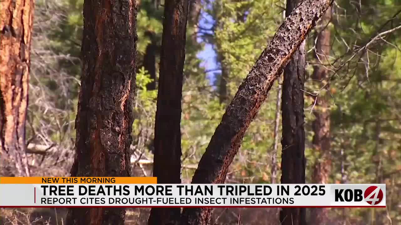 Pine Peril: New Mexico’s Forest Devastation Echoes a Global Climate Alarm