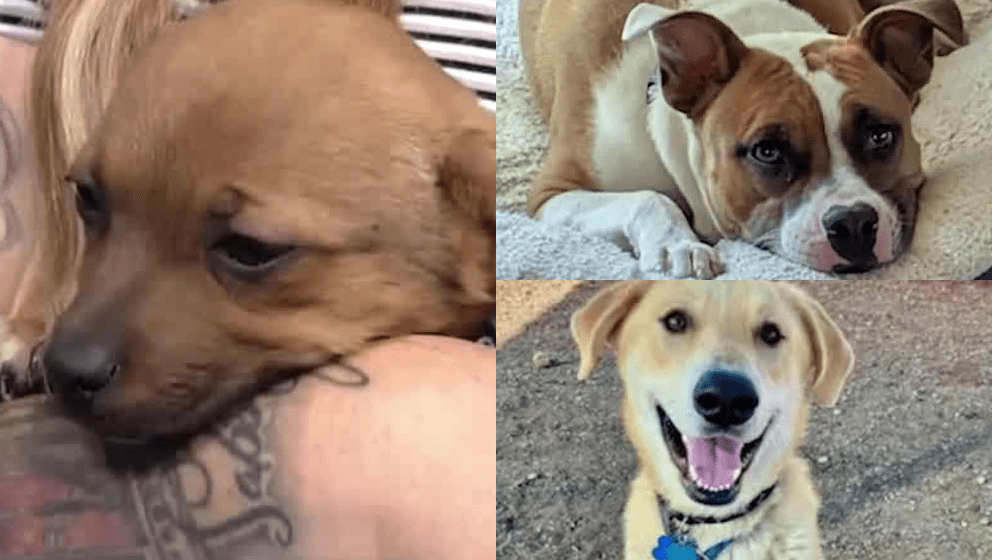 Silent Echoes of Loneliness: Albuquerque’s Animal Shelters Reflect a Deeper Urban Malaise Silent Echoes of Loneliness: Albuquerque’s Animal Shelters Reflect a Deeper Urban Malaise