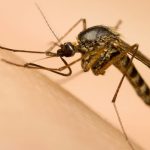 Why You’re a Mosquito Magnet: Unpacking the Science of Attraction and Repulsion Why You’re a Mosquito Magnet: Unpacking the Science of Attraction and Repulsion