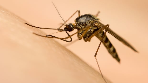 Why You’re a Mosquito Magnet: Unpacking the Science of Attraction and Repulsion Why You’re a Mosquito Magnet: Unpacking the Science of Attraction and Repulsion
