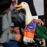 Feathered Fury: How a Duck’s Stadium Ban Exposes FIFA’s Global Blind Spots Feathered Fury: How a Duck’s Stadium Ban Exposes FIFA’s Global Blind Spots