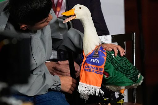 Feathered Fury: How a Duck’s Stadium Ban Exposes FIFA’s Global Blind Spots
