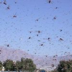 Swarm of Shadows: Locust Plague Deepens Iran’s Existential Plight Swarm of Shadows: Locust Plague Deepens Iran’s Existential Plight