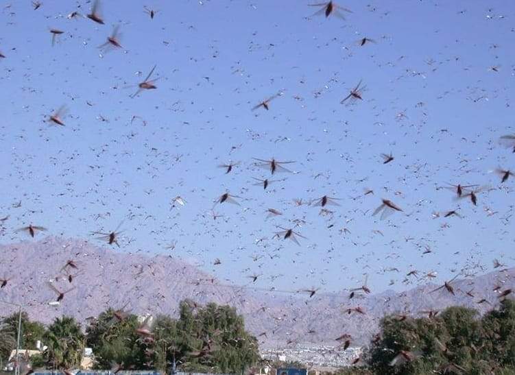 Swarm of Shadows: Locust Plague Deepens Iran’s Existential Plight Swarm of Shadows: Locust Plague Deepens Iran’s Existential Plight