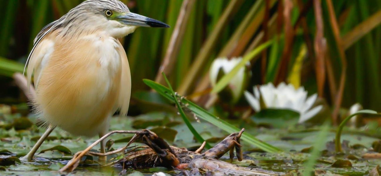 Fringe Feather-Finder: Rare Heron’s Flight Exposes Delta’s Deep Divisions Fringe Feather-Finder: Rare Heron’s Flight Exposes Delta’s Deep Divisions