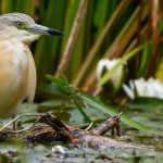 Fringe Feather-Finder: Rare Heron’s Flight Exposes Delta’s Deep Divisions Fringe Feather-Finder: Rare Heron’s Flight Exposes Delta’s Deep Divisions
