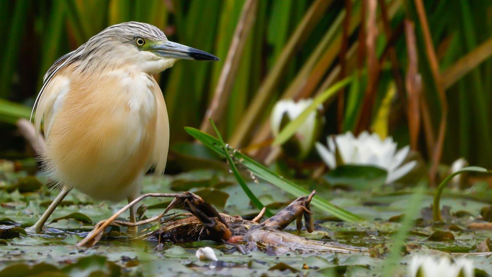 Fringe Feather-Finder: Rare Heron’s Flight Exposes Delta’s Deep Divisions