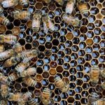Honey Crisis: A Tiny Colony’s Plight Stings South Korea’s Agri-Economy