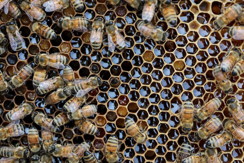 Honey Crisis: A Tiny Colony’s Plight Stings South Korea’s Agri-Economy Honey Crisis: A Tiny Colony’s Plight Stings South Korea’s Agri-Economy