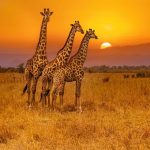 Africa’s Pristine Paradox: When Wilderness Becomes a Policy Minefield Africa’s Pristine Paradox: When Wilderness Becomes a Policy Minefield