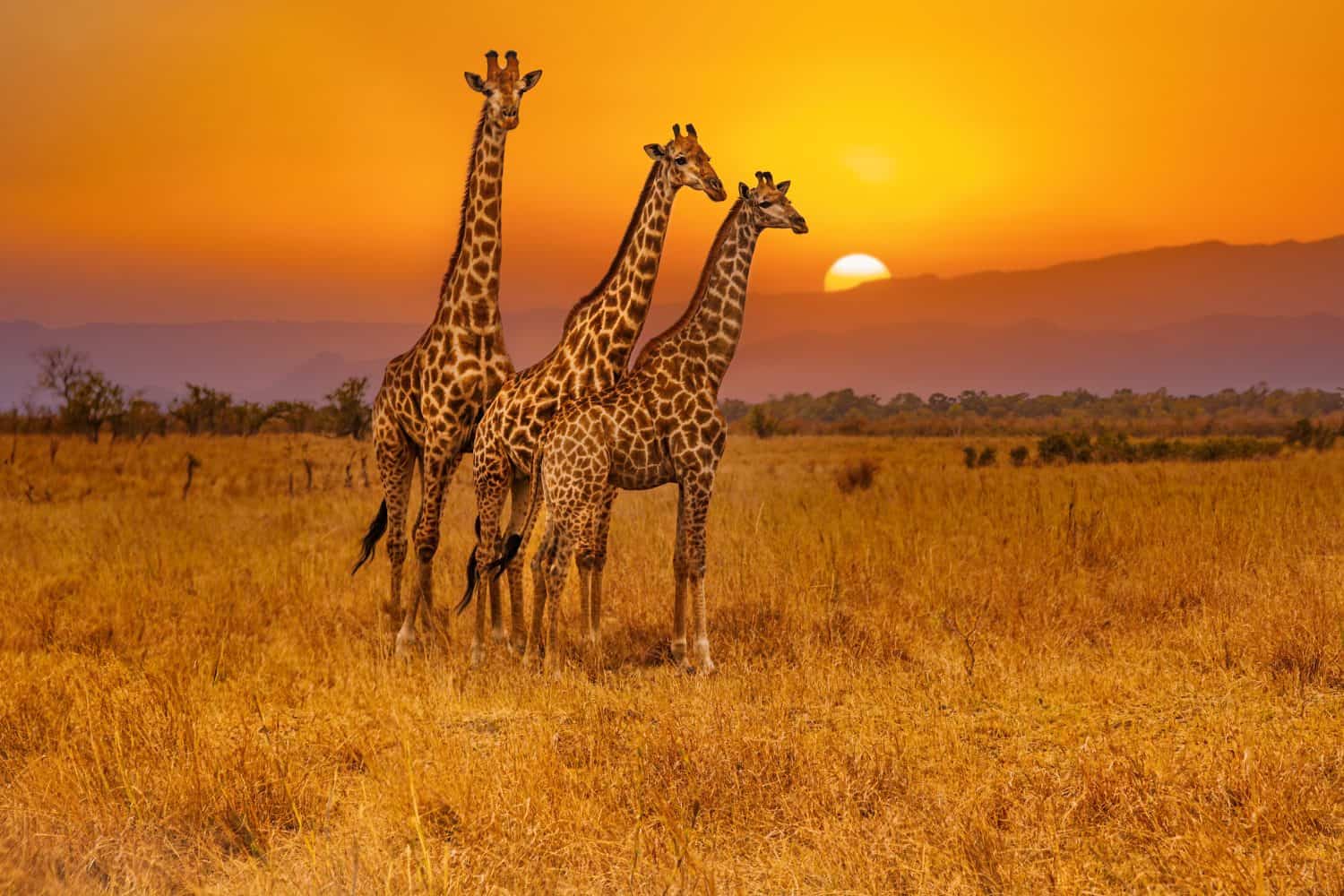 Africa’s Pristine Paradox: When Wilderness Becomes a Policy Minefield