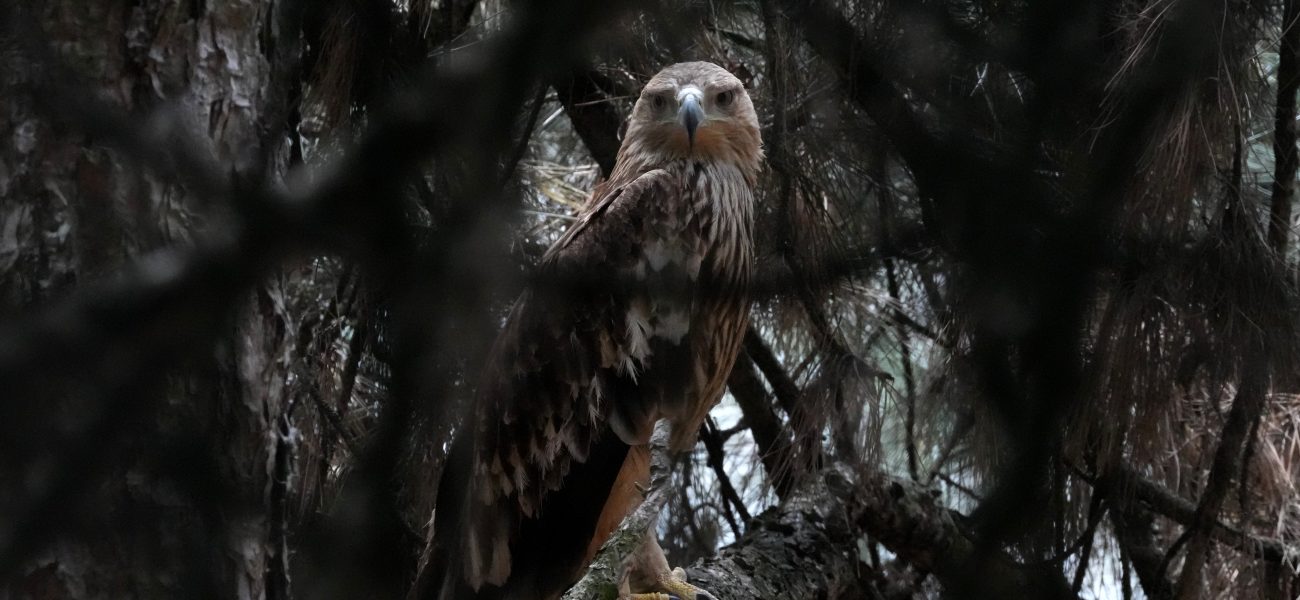 Feliks’ Freedom Flight: Serbia’s Eagle Snatch Reveals Shady World of Illegal Wildlife Feliks’ Freedom Flight: Serbia’s Eagle Snatch Reveals Shady World of Illegal Wildlife