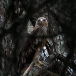 Feliks’ Freedom Flight: Serbia’s Eagle Snatch Reveals Shady World of Illegal Wildlife Feliks’ Freedom Flight: Serbia’s Eagle Snatch Reveals Shady World of Illegal Wildlife