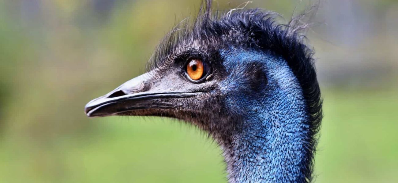 The Ghost in the Garden: How an Empress’s Emu Marked an Age of Vanishing The Ghost in the Garden: How an Empress’s Emu Marked an Age of Vanishing