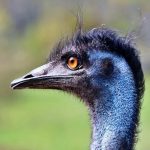 The Ghost in the Garden: How an Empress’s Emu Marked an Age of Vanishing