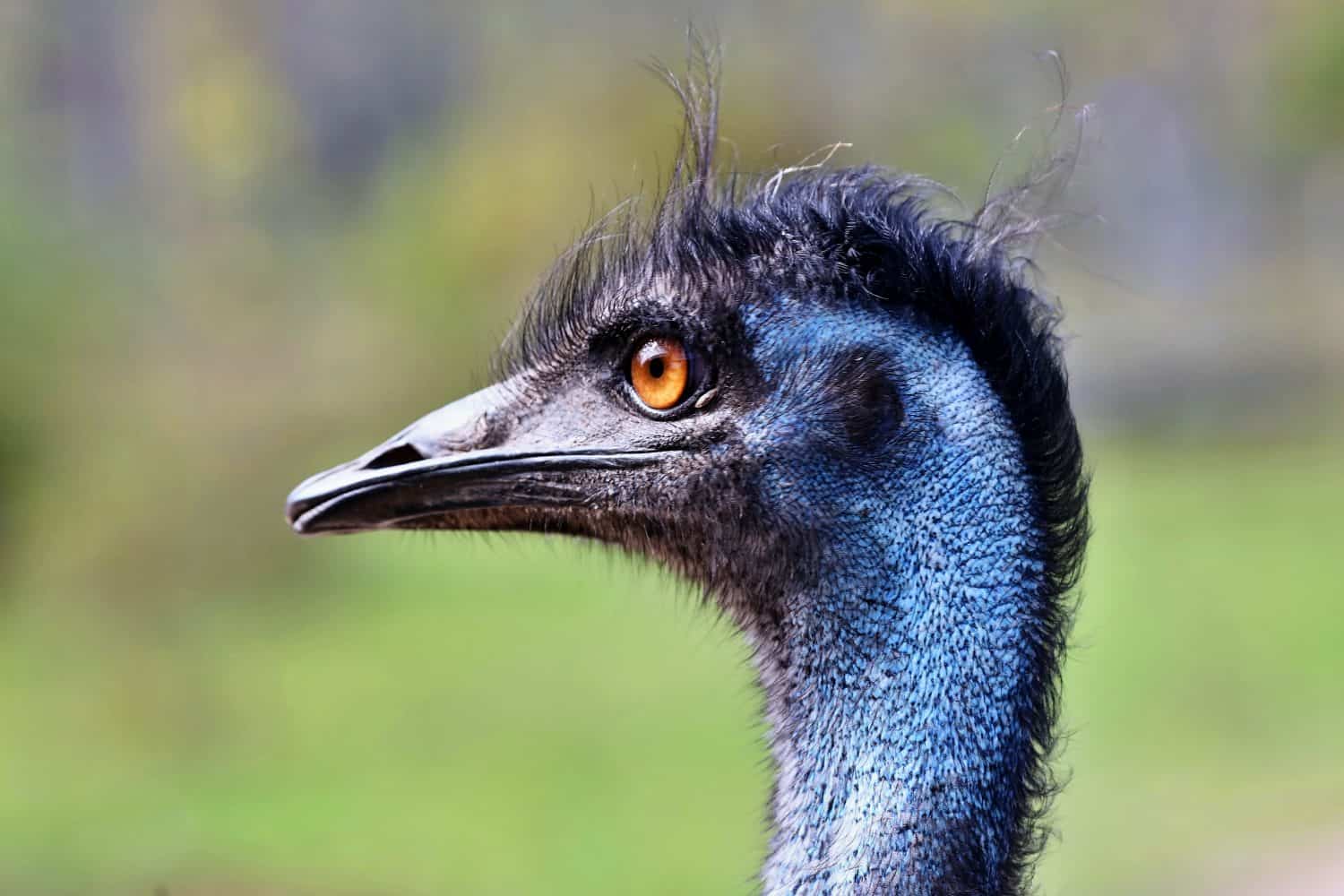The Ghost in the Garden: How an Empress’s Emu Marked an Age of Vanishing The Ghost in the Garden: How an Empress’s Emu Marked an Age of Vanishing