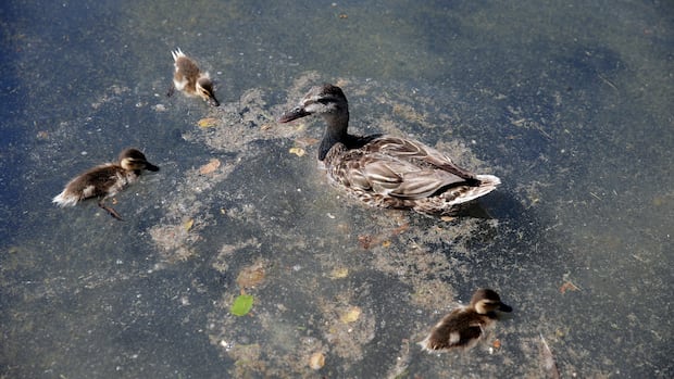 After a .7 Million Facelift, Washington D.C. Reflecting Pool Draws Viral Ridicule