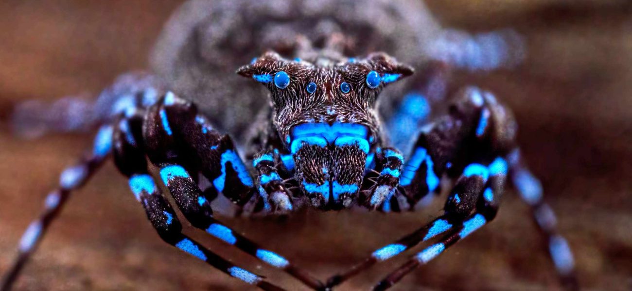 Twilight Frontier: New Species Haul Challenges Old Maps, Raises Islamabad’s Stakes Twilight Frontier: New Species Haul Challenges Old Maps, Raises Islamabad’s Stakes