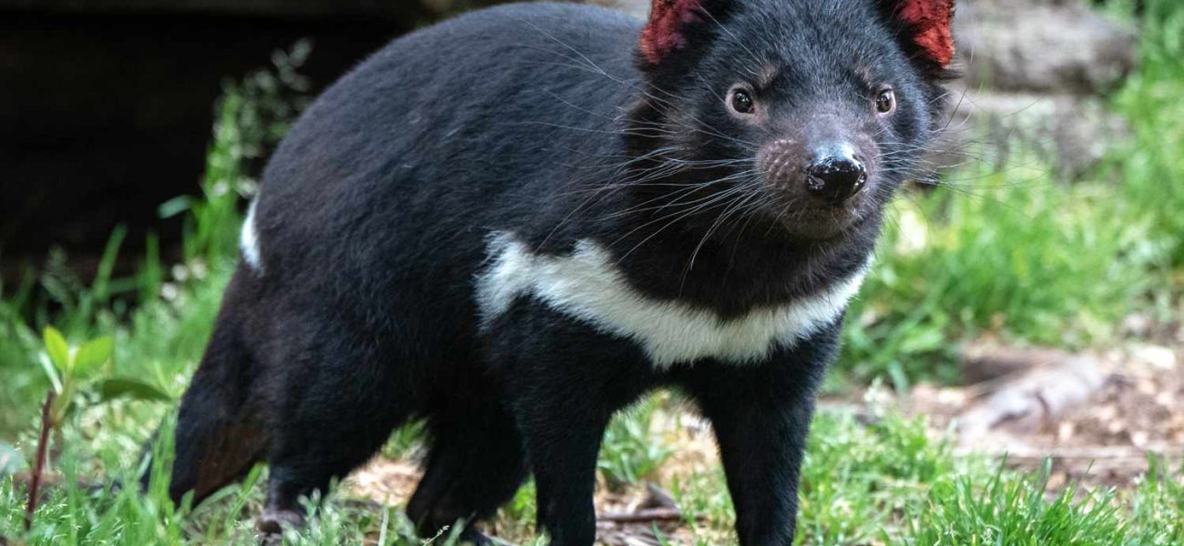 Tasmania’s Great Escape: When Wildness Shatters the Façade of Human Control Tasmania’s Great Escape: When Wildness Shatters the Façade of Human Control