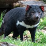 Tasmania’s Great Escape: When Wildness Shatters the Façade of Human Control Tasmania’s Great Escape: When Wildness Shatters the Façade of Human Control