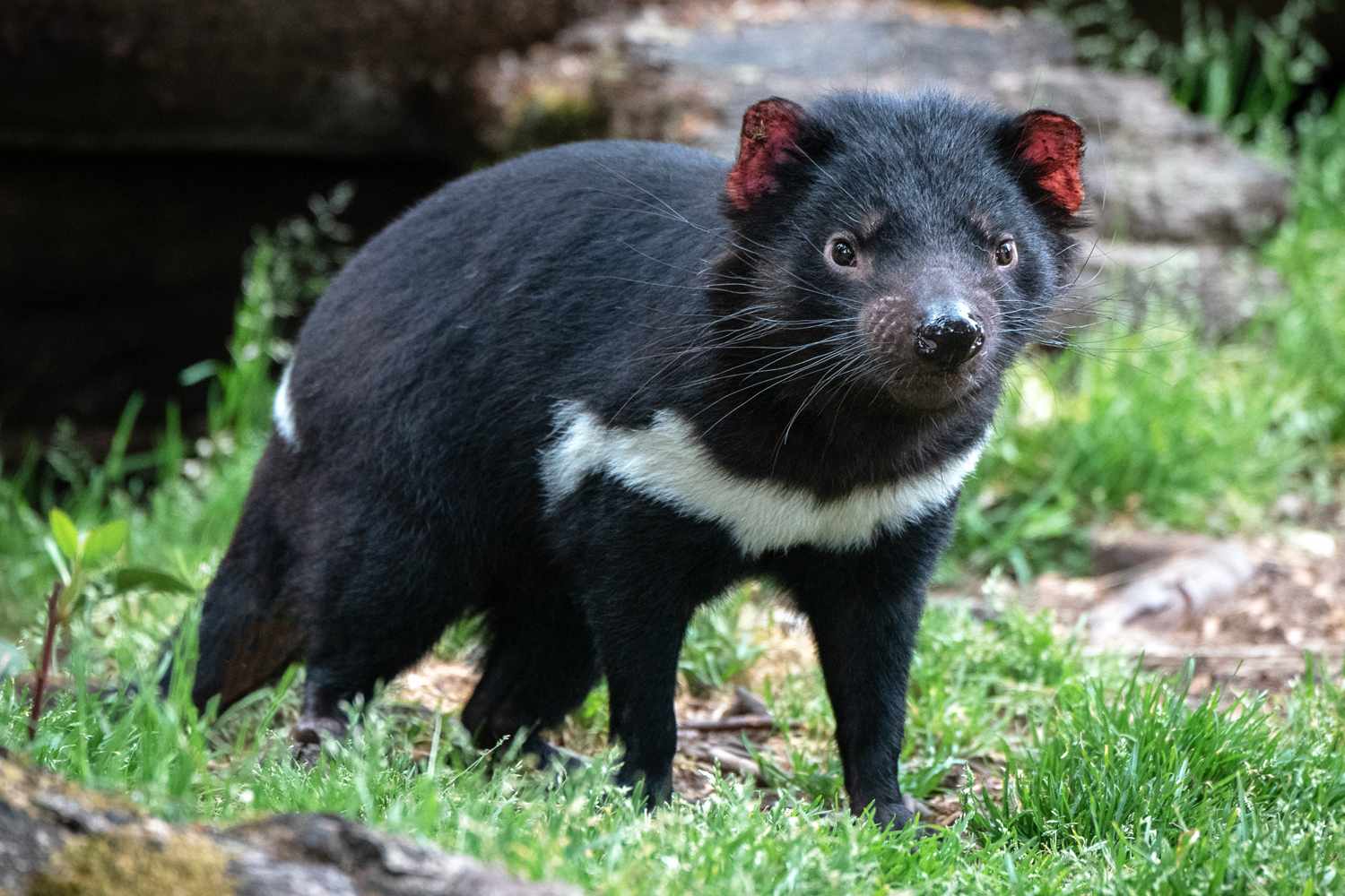 Tasmania’s Great Escape: When Wildness Shatters the Façade of Human Control Tasmania’s Great Escape: When Wildness Shatters the Façade of Human Control