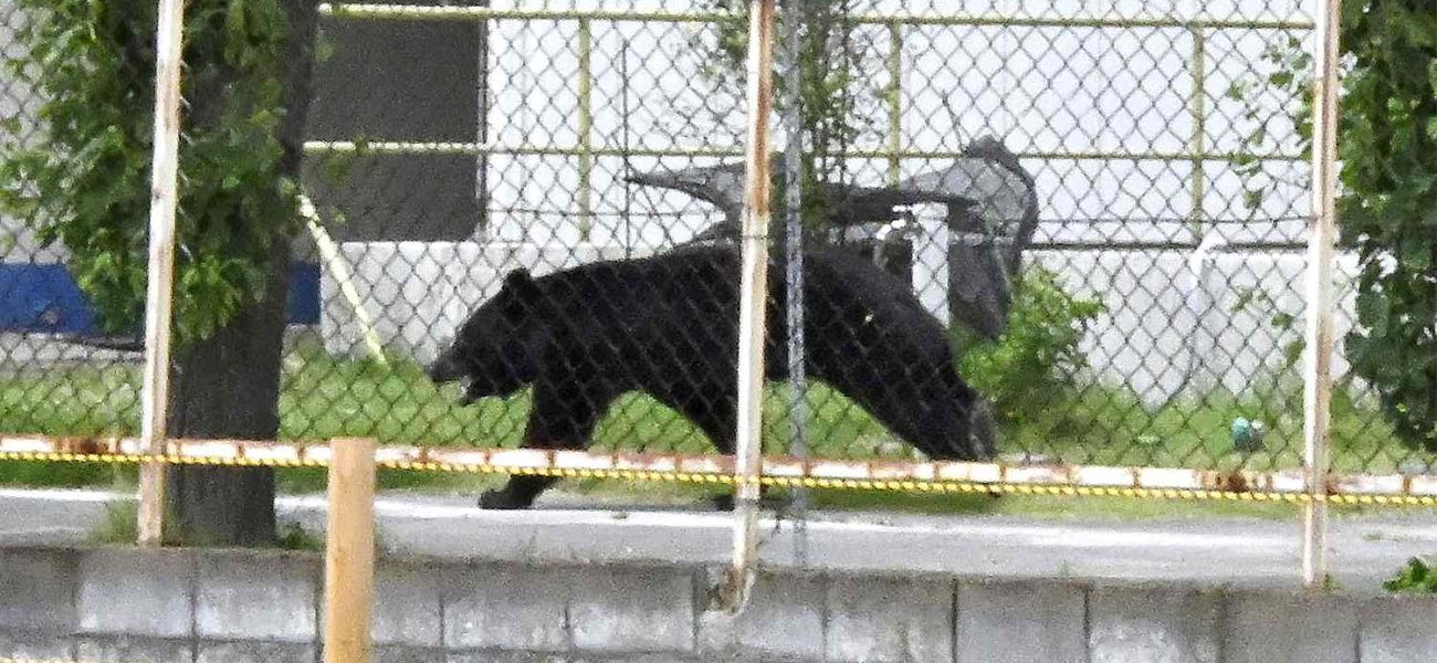 Urban Frontier Breach: A Bear’s Rampage and the Thinning Veil of Civilization Urban Frontier Breach: A Bear’s Rampage and the Thinning Veil of Civilization