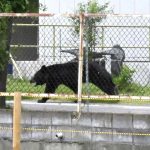 Urban Frontier Breach: A Bear’s Rampage and the Thinning Veil of Civilization