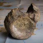 Antarctica’s Dinosaur Bone: A Bureaucratic Find, a Planetary Re-think