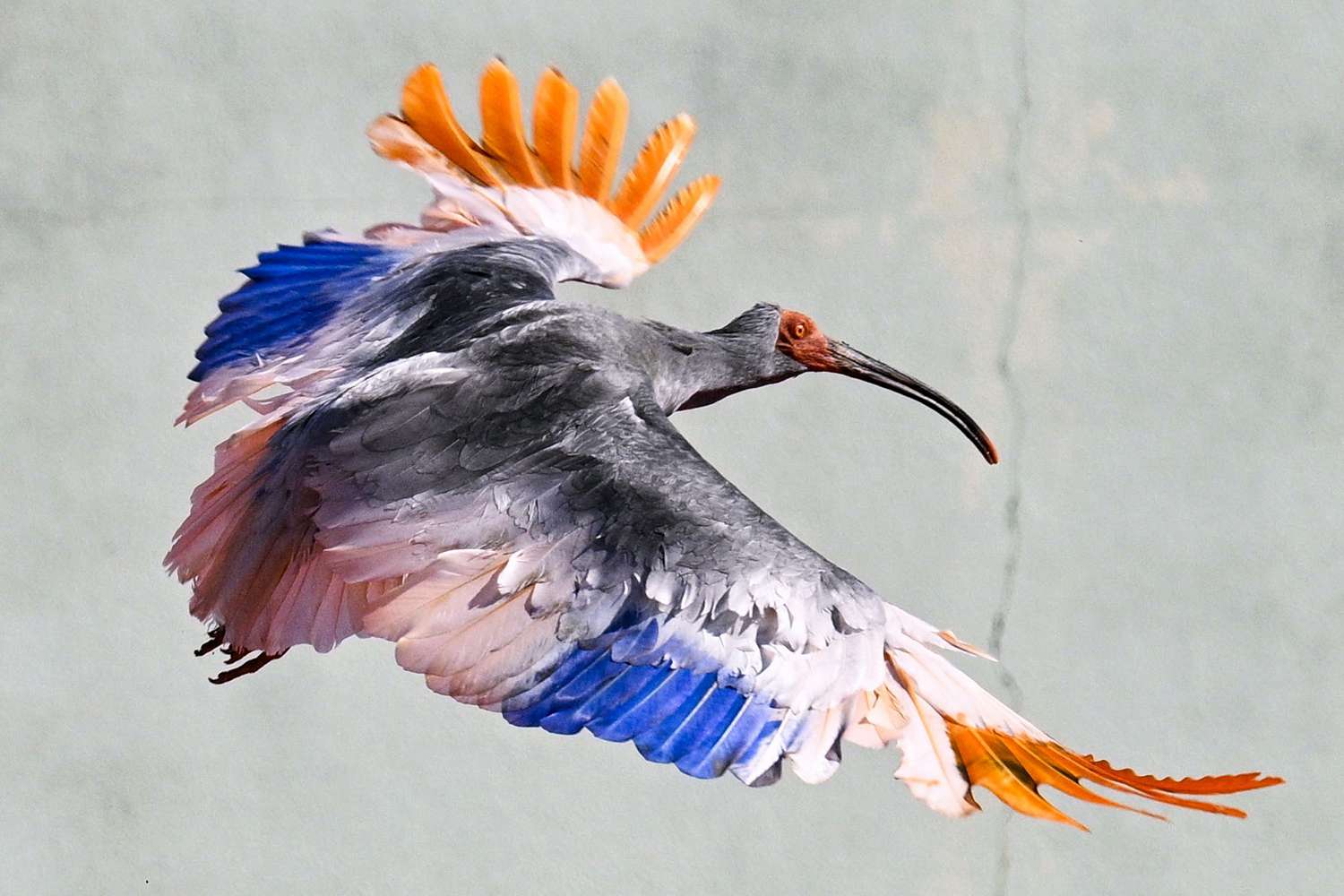 The Imperial Return: Japan’s Crested Ibis Soars Anew, Policy Questions Linger
