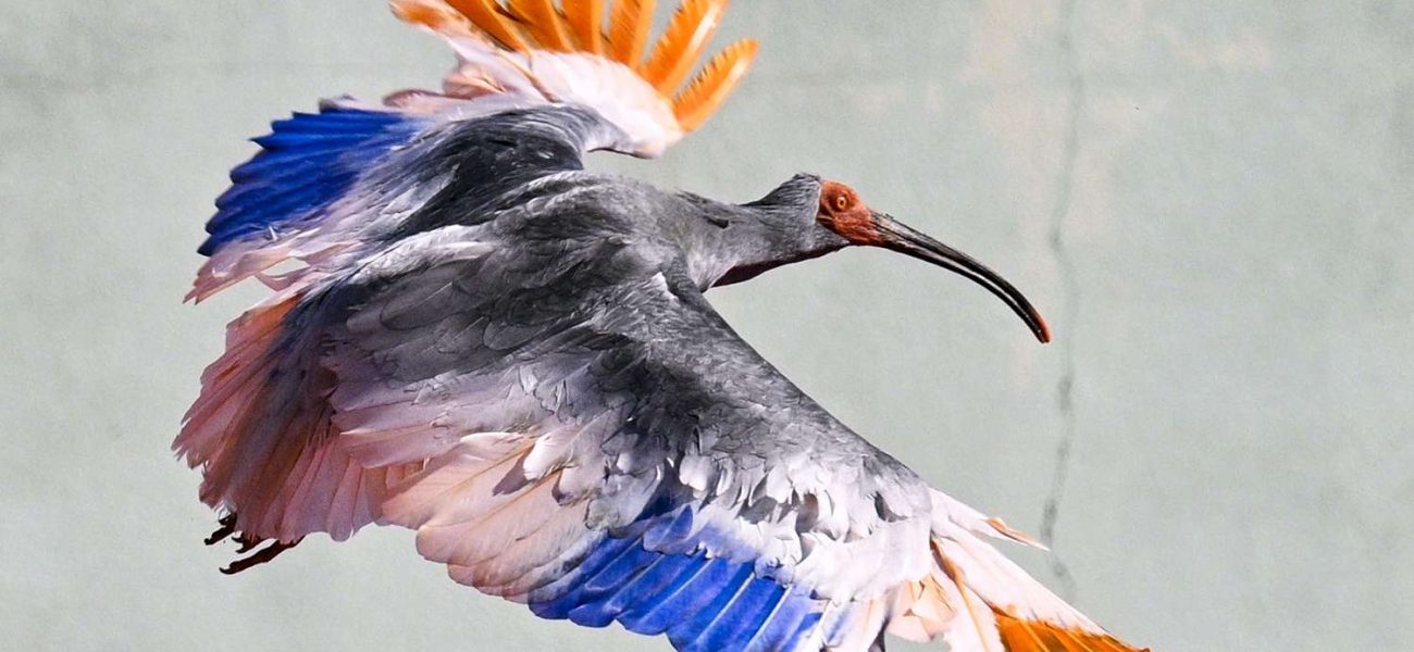 Japan’s Imperial Birds Soar Again: A Policy Rebirth, Not Just a Flight Japan’s Imperial Birds Soar Again: A Policy Rebirth, Not Just a Flight