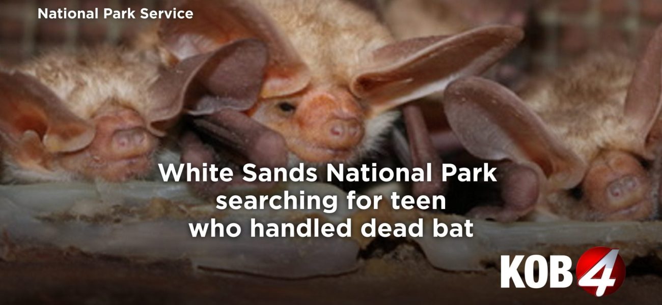 Dead Bat Dilemma: White Sands Seeks Teen After Rabies Scare Ignites Park’s Public Health Puzzle Dead Bat Dilemma: White Sands Seeks Teen After Rabies Scare Ignites Park’s Public Health Puzzle
