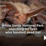 Dead Bat Dilemma: White Sands Seeks Teen After Rabies Scare Ignites Park’s Public Health Puzzle Dead Bat Dilemma: White Sands Seeks Teen After Rabies Scare Ignites Park’s Public Health Puzzle