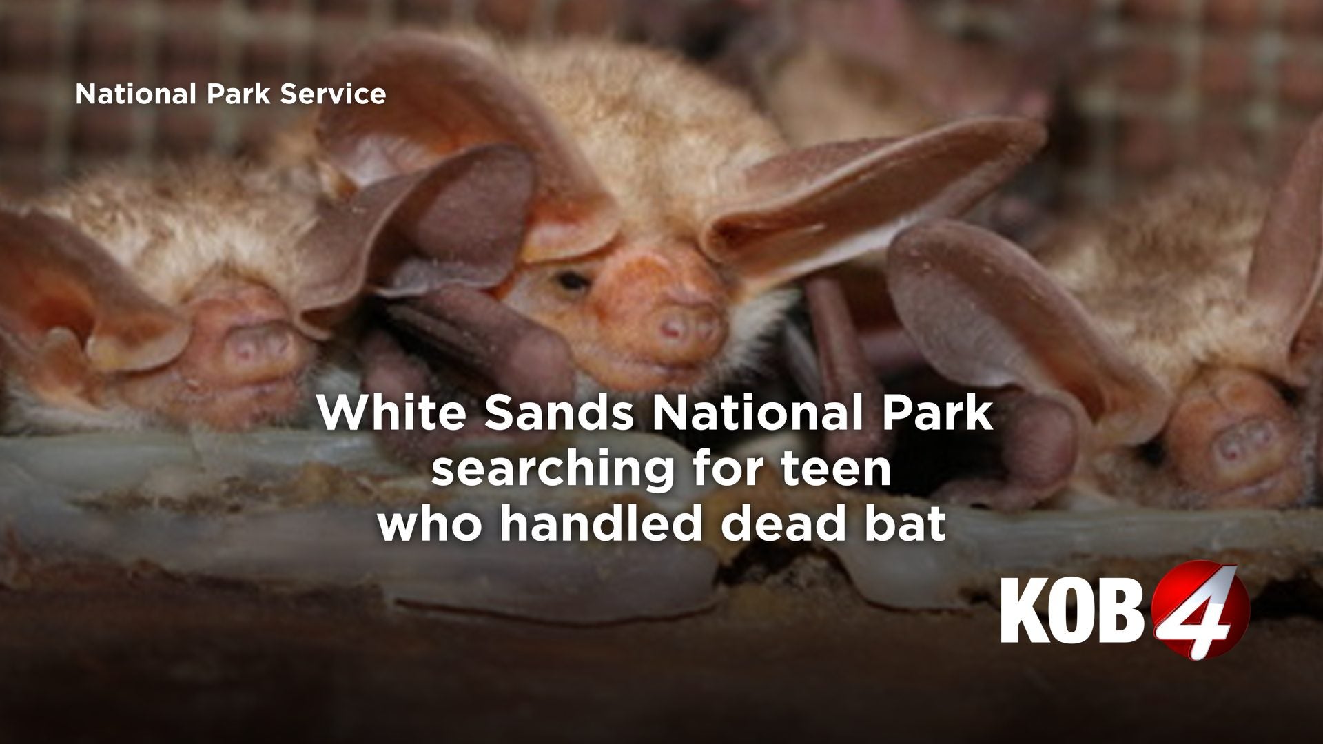 Dead Bat Dilemma: White Sands Seeks Teen After Rabies Scare Ignites Park’s Public Health Puzzle Dead Bat Dilemma: White Sands Seeks Teen After Rabies Scare Ignites Park’s Public Health Puzzle