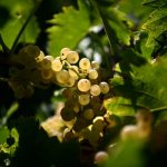 Vineyard’s Last Stand: France Plants Forests Against a Warming Future Vineyard’s Last Stand: France Plants Forests Against a Warming Future
