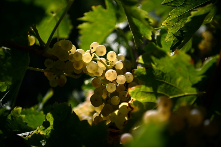Ancient Roots, New Threats: French Vintners Turn to Trees as Climate Warms Ancient Roots, New Threats: French Vintners Turn to Trees as Climate Warms