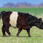 Agribusiness Grim Reckoning: Herd Extermination Signals Systemic Cracks in Regulatory Oversight Agribusiness Grim Reckoning: Herd Extermination Signals Systemic Cracks in Regulatory Oversight