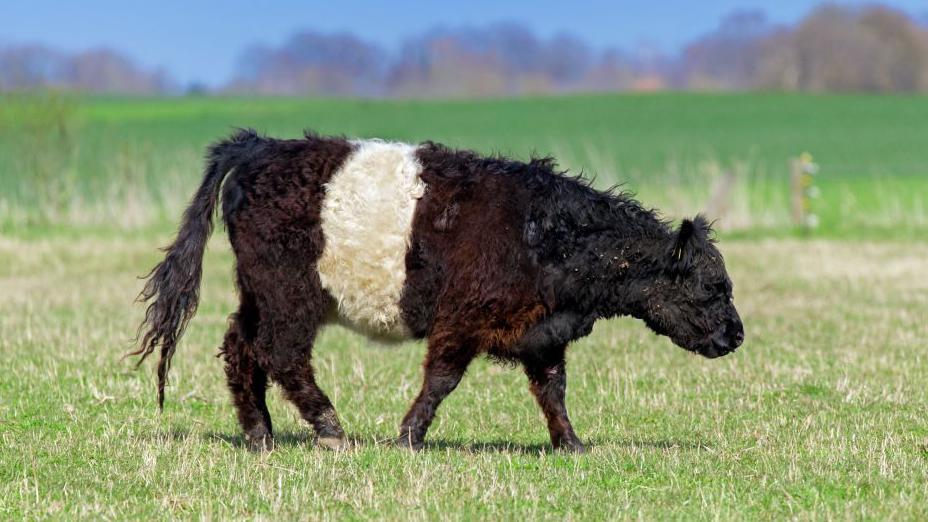 Agribusiness Grim Reckoning: Herd Extermination Signals Systemic Cracks in Regulatory Oversight Agribusiness Grim Reckoning: Herd Extermination Signals Systemic Cracks in Regulatory Oversight