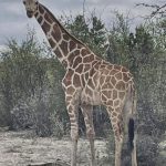 The Texas Longneck: Why a Wandering Giraffe Highlights a Policy Paradox The Texas Longneck: Why a Wandering Giraffe Highlights a Policy Paradox